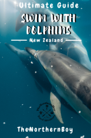 Encounter kaikoura dolphin & albatross tours