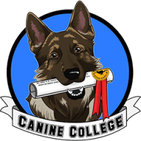 Canine college