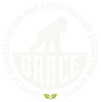 Gorilla rehabilitation and conservation education (grace) center