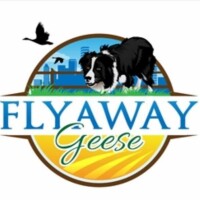Flyaway Geese