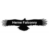 Herne falconry