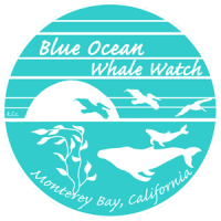 Monterey bay whale watch