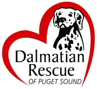 Dalmatian rescue of puget sound
