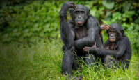 Bonobo community